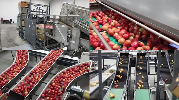 苹果清洗包装设备流水线作业工厂水果加工厂视频素材